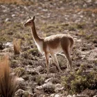 La imagen 4 de la Empresa 4M EXPRESS viaje en bus en Arequipa ARE