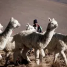 La imagen 5 de la Empresa 4M EXPRESS viaje en bus en Arequipa ARE