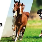 La imagen 6 de la Empresa AGROVET MARKET Veterinario en Lima LAM