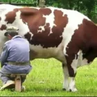 La imagen 1 de la Empresa ALIMENTOS BALANCEADOS SANTA ROSA Tienda de alimentos naturales en Lima LAM