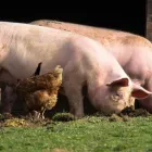 La imagen 2 de la Empresa ALIMENTOS BALANCEADOS SANTA ROSA Tienda de alimentos naturales en Lima LAM