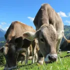 La imagen 3 de la Empresa ALIMENTOS BALANCEADOS SANTA ROSA Tienda de alimentos naturales en Lima LAM