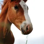 La imagen 4 de la Empresa ALIMENTOS BALANCEADOS SANTA ROSA Tienda de alimentos naturales en Lima LAM