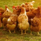 La imagen 5 de la Empresa ALIMENTOS BALANCEADOS SANTA ROSA Tienda de alimentos naturales en Lima LAM