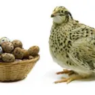 La imagen 3 de la Empresa AVICOD - HUEVOS Tienda de comestibles en Lima LAM