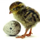 La imagen 4 de la Empresa AVICOD - HUEVOS Tienda de comestibles en Lima LAM