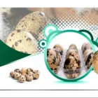 La imagen 5 de la Empresa AVICOD - HUEVOS Tienda de comestibles en Lima LAM