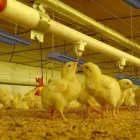 La imagen 2 de la Empresa AVÍCOLA RICCO POLLO Tienda de alimentos naturales en Chaupimarca Cerro De Pasco Perú