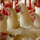 La imagen 3 de la Empresa AVÍCOLA RICCO POLLO Tienda de alimentos naturales en Chaupimarca Cerro De Pasco Perú