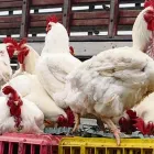 La imagen 4 de la Empresa AVÍCOLA RICCO POLLO Tienda de alimentos naturales en Chaupimarca Cerro De Pasco Perú