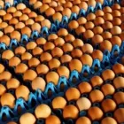 La imagen 5 de la Empresa AVÍCOLA RICCO POLLO Tienda de alimentos naturales en Chaupimarca Cerro De Pasco Perú