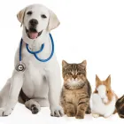 La imagen 1 de la Empresa CLÍNICA VETERINARIA DOGTORAS Veterinario en Lima LAM