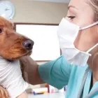 La imagen 2 de la Empresa CLÍNICA VETERINARIA DOGTORAS Veterinario en Lima LAM