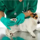 La imagen 4 de la Empresa CLINICA VETERINARIA & SPA GOLDENVET Veterinario en Tacna TAC