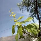 La imagen 1 de la Empresa D' PACARAN VINOS Y PISCOS Licoreria en Lima LAM
