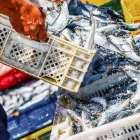 La imagen 4 de la Empresa DEXIM S.R.L. Tienda de comestibles en Piura PIU