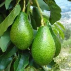 La imagen 1 de la Empresa FRUTOS GOLDEN Tienda de comestibles en Lima LAM