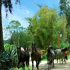 La imagen 13 de la Empresa HOTEL & SPA LAGUNA SECA Spas en Baños del Inca CAJ