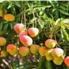 La imagen 5 de la Empresa IN MOBILE E.I.R.L. Agencia Inmobiliaria en Piura PIU