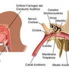 La imagen 2 de la Empresa MÉDICO OTORRINOLARINGÓLOGO ACOSTA PONCE FERNANDO Otorrinolaringologia en Puno PUN