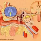 La imagen 4 de la Empresa MÉDICO OTORRINOLARINGÓLOGO ACOSTA PONCE FERNANDO Otorrinolaringologia en Puno PUN