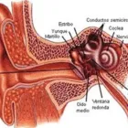La imagen 5 de la Empresa MÉDICO OTORRINOLARINGÓLOGO ACOSTA PONCE FERNANDO Otorrinolaringologia en Puno PUN