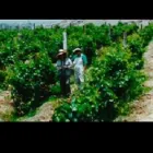 La imagen 4 de la Empresa PISCO DON MAURILIO Licoreria en Arequipa ARE