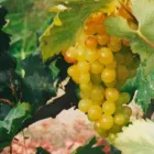 La imagen 5 de la Empresa PISCO DON MAURILIO Licoreria en Arequipa ARE