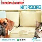 La imagen 2 de la Empresa PROCLEANER Servicio de limpieza de alfombras en Lima LAM
