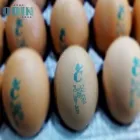 La imagen 14 de la Empresa SERCODIN Maquinaria para granjas en Lima LAM