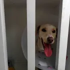 La imagen 5 de la Empresa VETERINARIA EL ARCA Veterinario en Lima LAM
