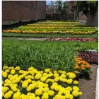 La imagen 2 de la Empresa VIVERO LA HACIENDA E.I.R.L VIVEROS EN SURCO en Chorrillos LAM