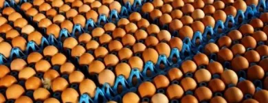 La imagen 5 de la Empresa AVÍCOLA RICCO POLLO Tienda de alimentos naturales en Chaupimarca Cerro De Pasco Perú