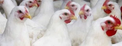 La imagen 1 de la Empresa AVICRUZ Carnicería en Arequipa ARE