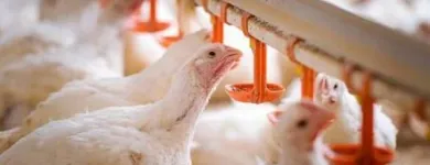 La imagen 3 de la Empresa AVICRUZ Carnicería en Arequipa ARE