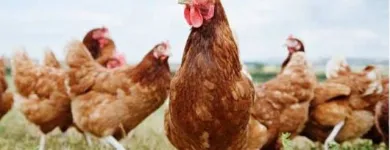 La imagen 4 de la Empresa AVICRUZ Carnicería en Arequipa ARE