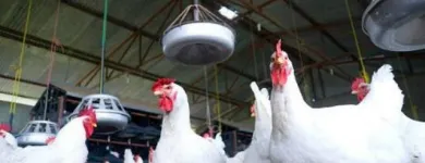 La imagen 5 de la Empresa AVICRUZ Carnicería en Arequipa ARE