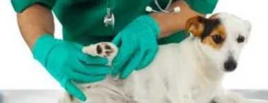 La imagen 4 de la Empresa CLINICA VETERINARIA & SPA GOLDENVET Veterinario en Tacna TAC