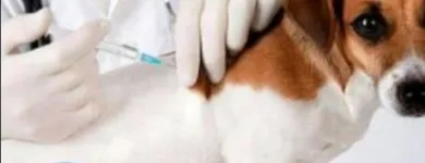 La imagen 5 de la Empresa CLINICA VETERINARIA & SPA GOLDENVET Veterinario en Tacna TAC