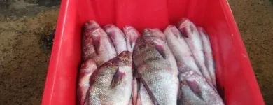 La imagen 2 de la Empresa ENCORQ S.A.C. Supermercado en Chiclayo Lambayeque