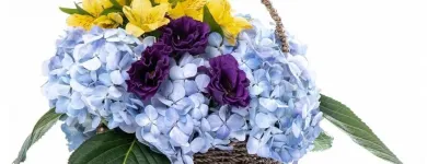 La imagen 8 de la Empresa GIFTYFLOR - FLORERIAS EN LIMA - TIENDA DE FLORES Y REGALOS ONLINE Florerías en Lima LAM
