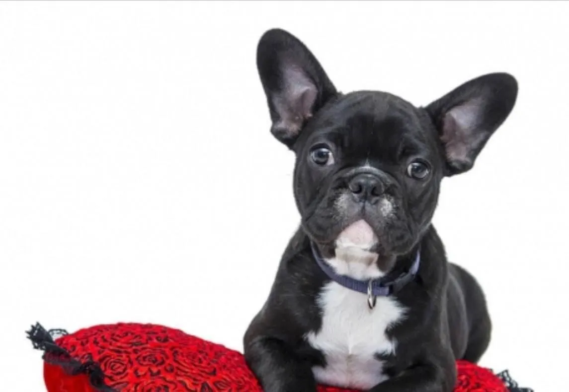 La imagen 1 de la Empresa VETERIANARIA MAR DE COLAS