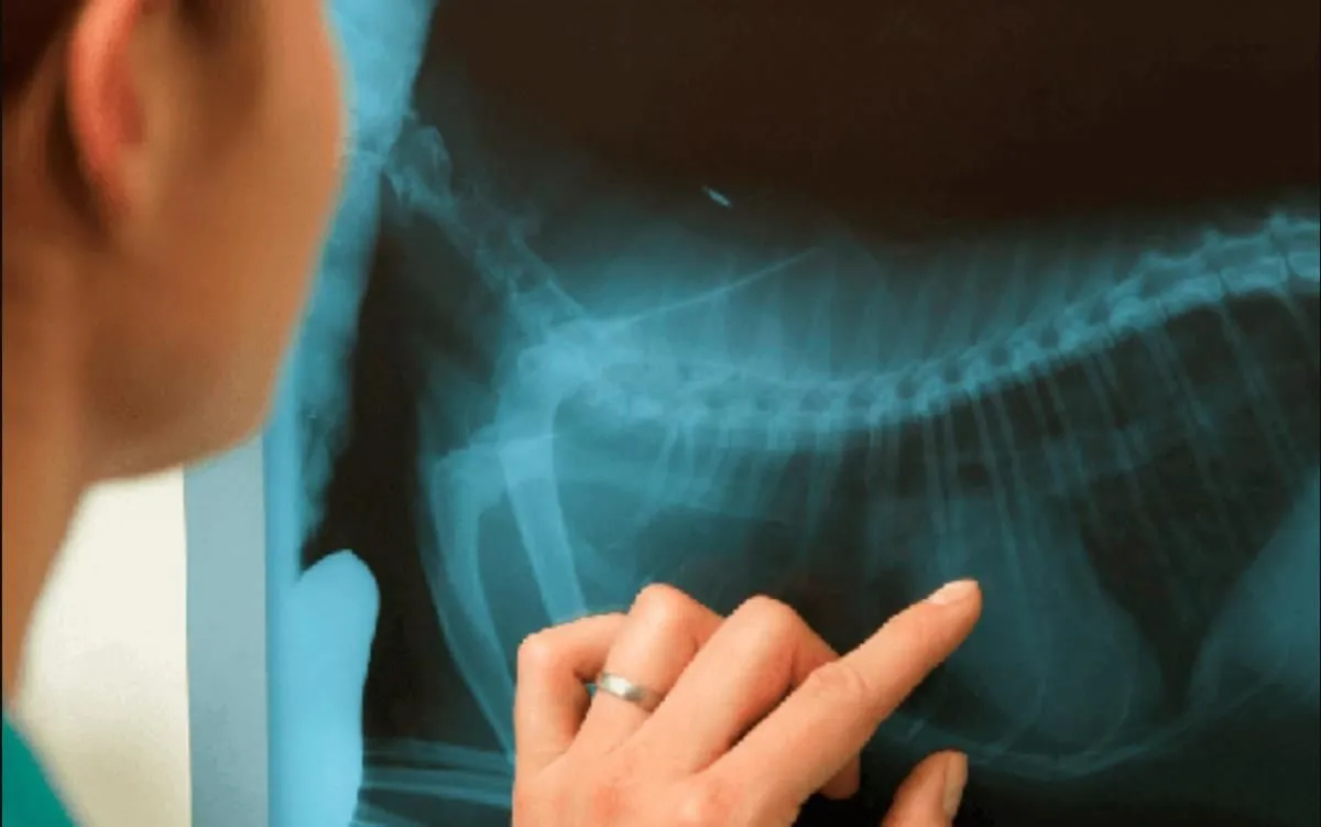 La imagen 4 de la Empresa VETERIANARIA MAR DE COLAS